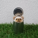 ミルクポットに入ったハリネズミ