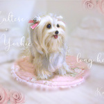 マルチーズ+ヨークシャーテリア　マルヨーキー　ロングコート ミックス犬　羊毛フェルト