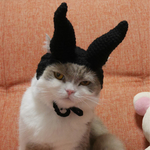 黒魔女