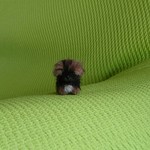 ちびちびペキニーズ レッド パピー 羊毛フェルト