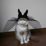 黒魔女の羽