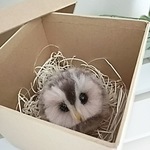 ★送料込み★てのひらフクロウのヒナ(箱入り)