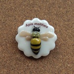 標本バッジ　ミツバチ編