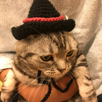 猫用帽子 魔女