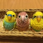 accoさま♡ご注文専用ページ:アキクサインコ・セキセイインコ（黄ハルクイン・レインボー）
