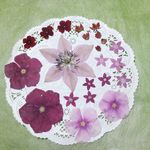 【レッド、ピンク】本物のお花押し花パーツ　20枚セット