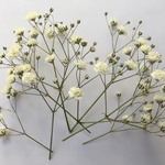枝付きかすみ草 ホワイトセット 数量限定