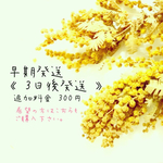 《3日後発送》早期発送専用