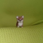 柴犬 赤   羊毛フェルト