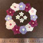 押し花 素材 *.・日々草*.・