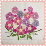 押し花＊日々草セット②