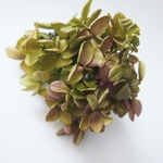【単品】紫陽花プリザーブドフラワー「グリーンボルドー」