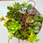 多肉植物★大きめ寄せ植え17種★