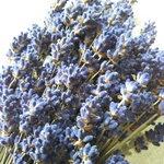 Short　Lavender濃紫早咲き120本★ドライフラワー★