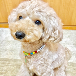 犬用ネックレス☆ビタミンカラー