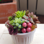 送料無料 多肉植物 ミニ寄せ植え