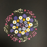 押し花  花便り  NO.803