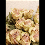 優しい一輪薔薇販売 5本
