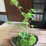 紅葉 鞍馬石風鉢