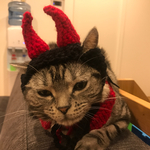 再販！猫用帽子 ケープ デビル