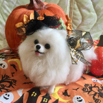 羊毛フェルトポメラニアンのハロウィン