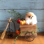 羊毛フェルト ハロウィンとポメラニアン ジャックオランタン 