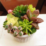 送料無料 多肉植物 ミニ寄せ植え