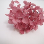 【単品】紫陽花プリザーブドフラワー　アナベル「ブーゲンビリア」