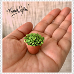 🍀ミニチュアの鉢植えクローバー🍀