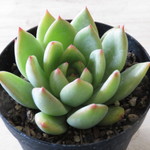 多肉植物　エケベリア　"Forber"