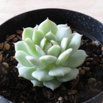 多肉植物　"キャプテンハイ"