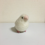 十姉妹 ジュウシマツ 羊毛フェルト①