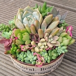 【送料込】リメ缶寄せ植え★このまま発送★多肉★多肉植物★