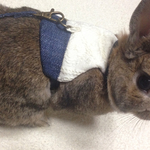 [受注生産]うさぎ用ハーネス  ニットとデニムのレイヤード風
