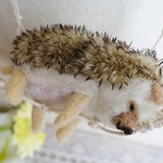 ハンモックハリネズミ　シナモン