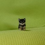 黒柴 パピー  羊毛フェルト