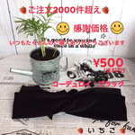 🍓ご注文2000件ごえ感謝価格🍓