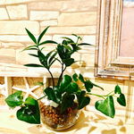 14.幸せを運ぶ『なぎの木』  アイビーの寄せ植え