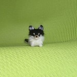 チワワ ブラックタン＆ホワイト 羊毛フェルト