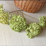 紫陽花ドライフラワー枝付き