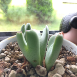 多肉☆コノフィツム☆リメ鉢植え