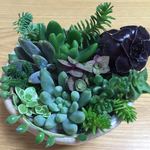 mlsaki様オーダー品☆多肉寄せ植え☆