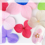 ドライフラワー　紫陽花12色セット(ケース入り）★レジン＆ネイルに使える封入素材