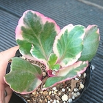 【送込訳ありsale】ポエール★カランコエ★抜き苗★多肉★多肉植物★