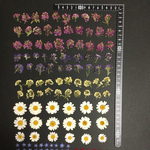 押し花  特別オーダー品 NO.807