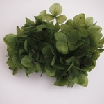 【単品】紫陽花プリザーブドフラワー「ディープグリーン」