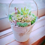 多肉植物 寄せ植え