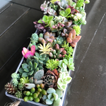 多肉植物 寄せ植え ブリキ缶  15×5×3cm モリモリ♪