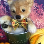 羊毛フェルト 柴犬パピー🎃