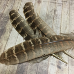  リアルフェザー キジ 羽  10枚 10-15cm